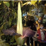 Freaky Corpse Plant Thrills Warsaw!